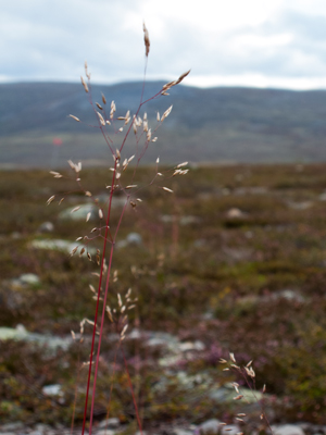 ©Leif Kennerberg 20110822_017.jpg