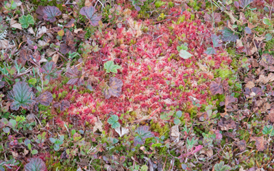 ©Leif Kennerberg 20110822_023.jpg