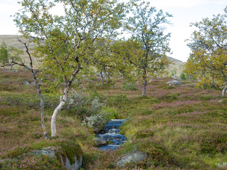 ©Leif Kennerberg 20110822_033.jpg