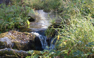 ©Leif Kennerberg 20110822_048.jpg