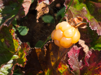©Leif Kennerberg 20110823_010.jpg
