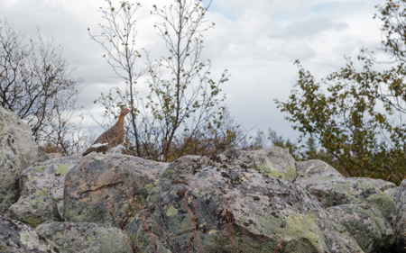 ©Leif Kennerberg 20110823_046.jpg