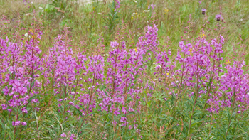 20090725_042.jpg