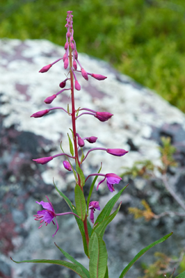 20120808_010.jpg